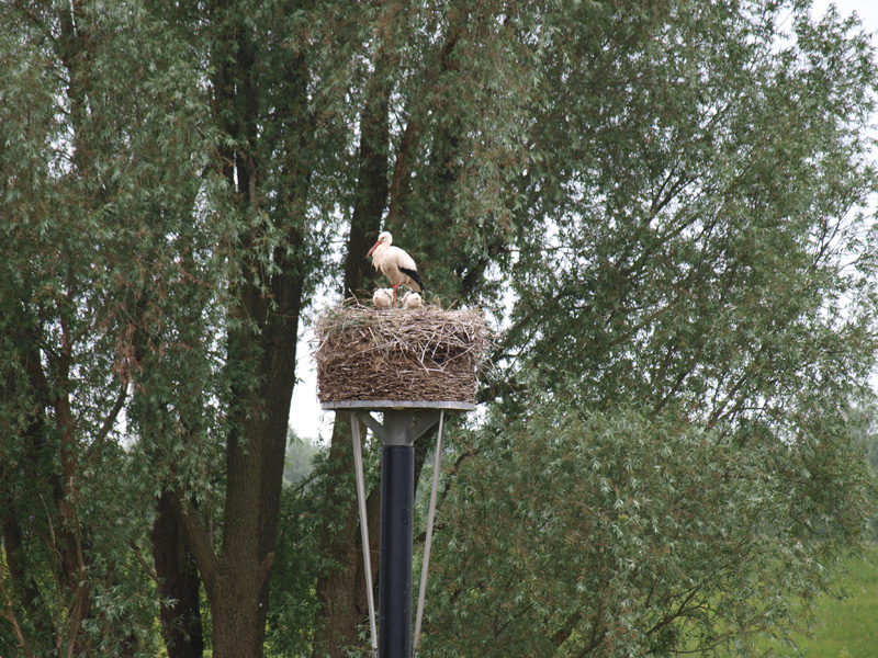 Jong ooievaars 21 mei 2014 010