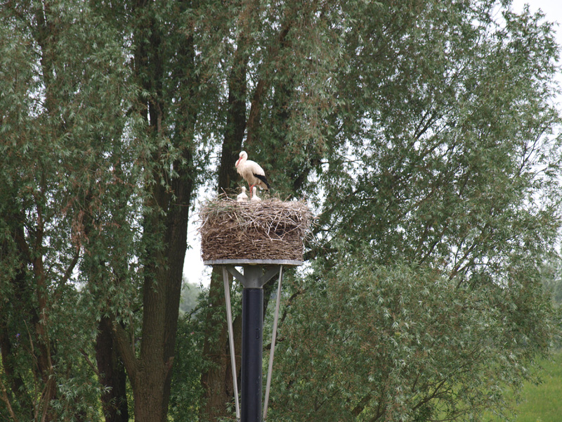 Jong ooievaars 21 mei 2014 010